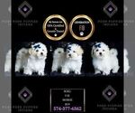Small Photo #81 Morkie Puppy For Sale in WARSAW, IN, USA