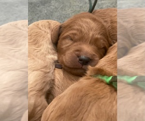 Goldendoodle Puppy for sale in VALLEJO, CA, USA