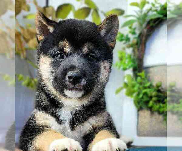Medium Photo #1 Shiba Inu Puppy For Sale in MARIETTA, GA, USA