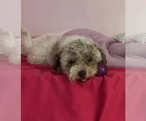 Poodle (Miniature) Dogs for adoption in Aurora, IN, USA