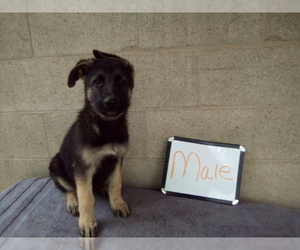German Shepherd Dog Puppy for Sale in LOGAN, Ohio USA