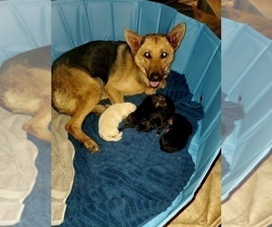 Mother of the German Shepherd Dog puppies born on 03/08/2023