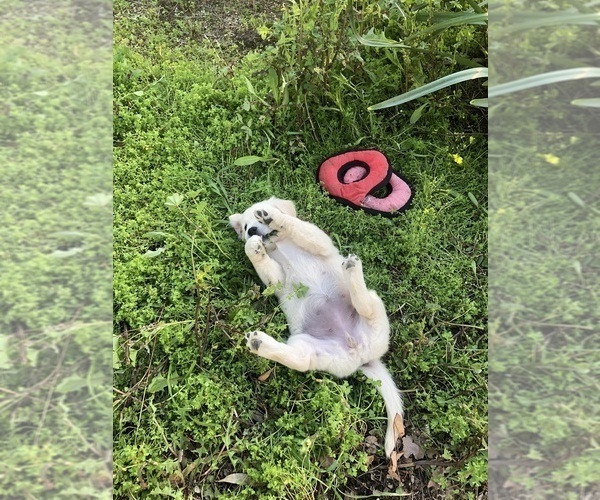 Medium Photo #5 Golden Retriever Puppy For Sale in CAMARILLO, CA, USA