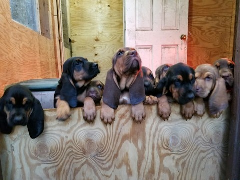 Medium Photo #1 Bloodhound Puppy For Sale in MECHANICSVILLE, VA, USA
