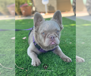 French Bulldog Puppy for sale in SACRAMENTO, CA, USA