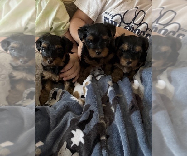 Medium Photo #17 Yorkshire Terrier Puppy For Sale in ARLINGTON, TN, USA