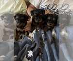 Small #16 Yorkshire Terrier