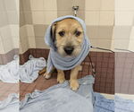 Small #4 Cairn Terrier Mix