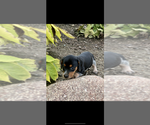 Small #2 Dachshund