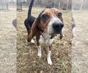 Beagle Dogs for adoption in Holly Springs, NC, USA