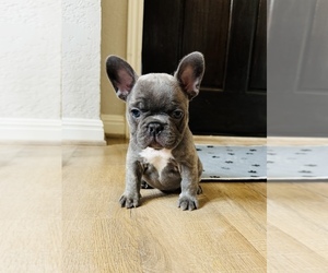 French Bulldog Puppy for sale in SAN ANTONIO, TX, USA