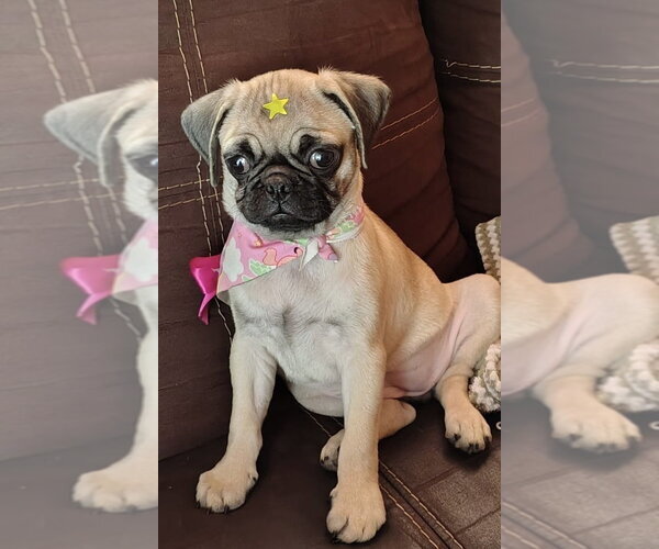 Medium Photo #1 Pug Puppy For Sale in San Diego, CA, USA