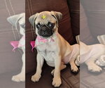 Small Pug