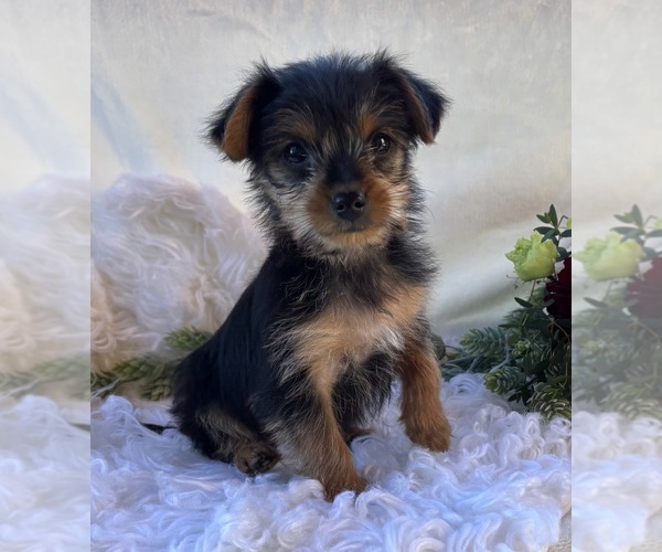 Medium Photo #6 Yorkshire Terrier Puppy For Sale in ROCK STREAM, NY, USA
