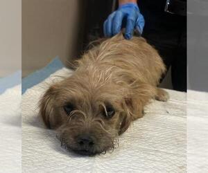 Chihuahua-Unknown Mix Dogs for adoption in Redlands, CA, USA