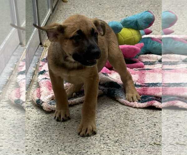 Medium Photo #5 Mutt Puppy For Sale in Mechanicsburg, PA, USA