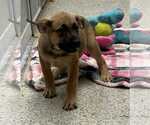Small #4 Mutt