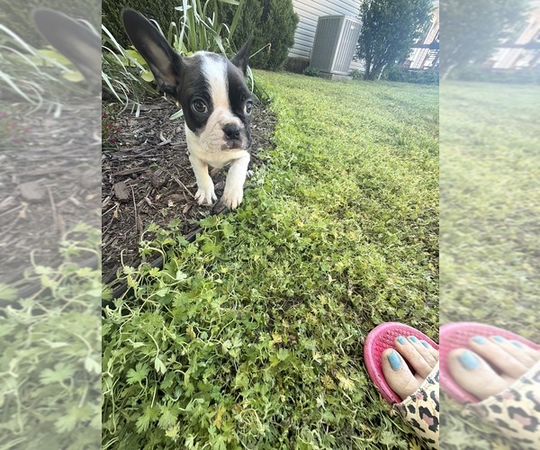 Medium Photo #12 Boston Terrier Puppy For Sale in FREDONIA, KS, USA