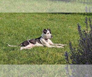 Cruiser Burt - Male American Pit Bull Terrier-Unknown Mix Dog for Adoption - Photo #10