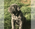Small Photo #4 Neapolitan Mastiff Puppy For Sale in BRISTOW, VA, USA