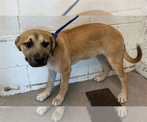 Medium Photo #1 Mastador Puppy For Sale in San Bernardino, CA, USA