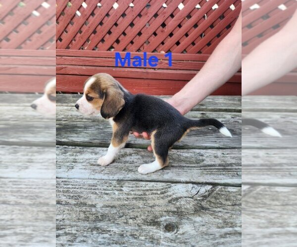 Medium Photo #1 Beagle Puppy For Sale in ATHENS, PA, USA