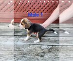 Image preview for Ad Listing. Nickname: Male 1
