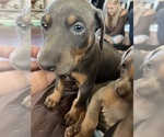 Small Photo #1 Doberman Pinscher Puppy For Sale in PITTSBURGH, PA, USA