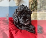 Small Photo #8 Maltipoo Puppy For Sale in FEASTERVILLE TREVOSE, PA, USA