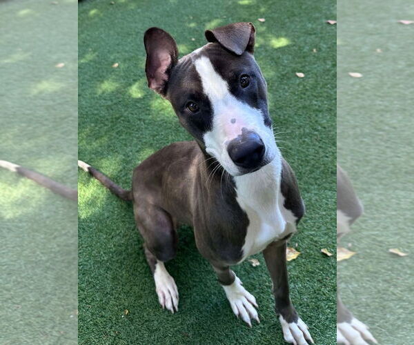 Medium Photo #5 Mutt Puppy For Sale in Pompano Beach , FL, USA