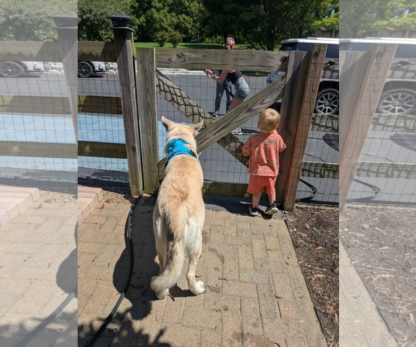 Medium Photo #3 Mutt Puppy For Sale in Germantown, OH, USA