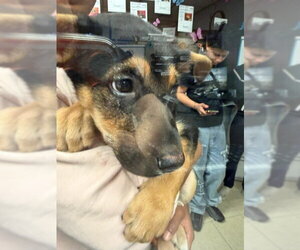 German Shepherd Dog Dogs for adoption in Stockton, CA, USA