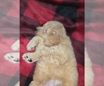 Small Photo #23 Goldendoodle Puppy For Sale in DUBLIN, TX, USA
