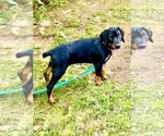 Small #5 Doberman Pinscher
