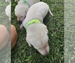 Small #6 Labrador Retriever