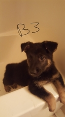 German Shepherd Dog Puppy for sale in FRONT ROYAL, VA, USA