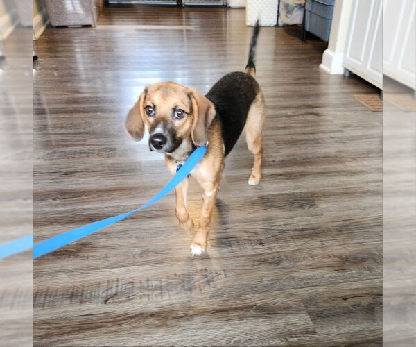 Medium Photo #2 Beagle-Unknown Mix Puppy For Sale in Fairfax, VA, USA
