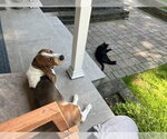 Small #3 Basset Hound