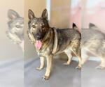 Small German Shepherd Dog