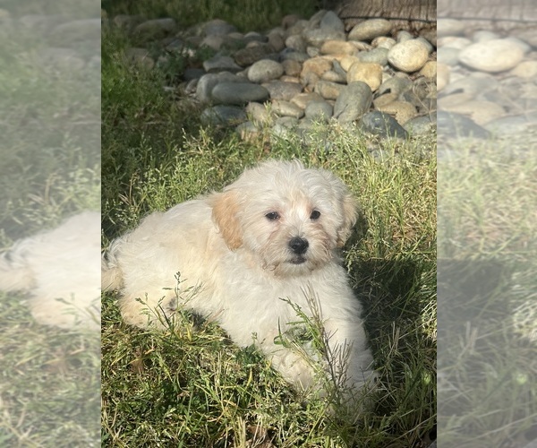Medium Photo #1 ShihPoo Puppy For Sale in ELK GROVE, CA, USA
