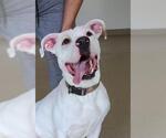 Small #1 American Pit Bull Terrier Mix