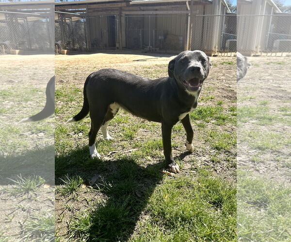 Medium Photo #1 Mutt Puppy For Sale in Eastman, GA, USA