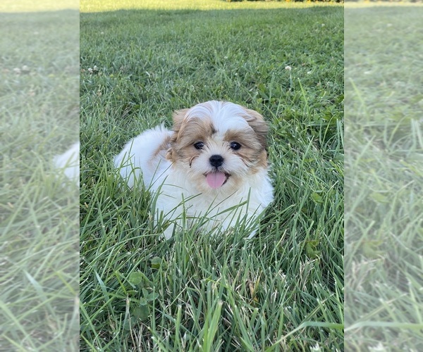 Medium Photo #2 Shih Tzu Puppy For Sale in CANOGA, NY, USA