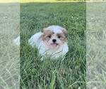 Small #1 Shih Tzu