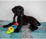 Small #3 Labrador Retriever Mix