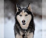 Small Photo #43 Siberian Husky Puppy For Sale in Kanab, UT, USA