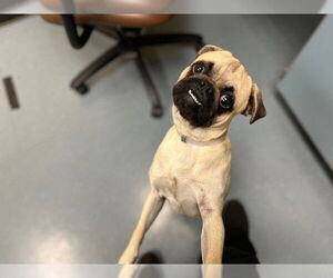 Pug Dogs for adoption in Denver, CO, USA