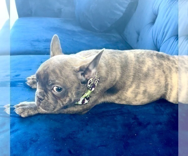 Medium Photo #9 French Bulldog Puppy For Sale in BAKERSFIELD, CA, USA