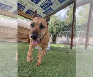 German Shepherd Dog Dogs for adoption in San Diego, CA, USA