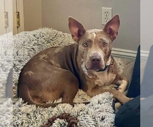 Medium American Pit Bull Terrier Mix